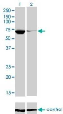 Western Blot: EBF-1 Antibody (1G8) [H00001879-M02] - Analysis of EBF1 over-expressed 293 cell line, cotransfected with EBF1 Validated Chimera RNAi ( Cat # H00001879-R01V ) (Lane 2) or non-transfected control (Lane 1). Blot probed with EBF1 monoclonal antibody (M02), clone 1G8 (Cat # H00001879-M02 ). GAPDH ( 36.1 kDa ) used as specificity and loading control.