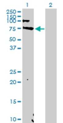 Western Blot: EBF-1 Antibody [H00001879-D01P] - Analysis of EBF1 expression in transfected 293T cell line by EBF1 polyclonal antibody.Lane 1: EBF1 transfected lysate(61.10 KDa).Lane 2: Non-transfected lysate.