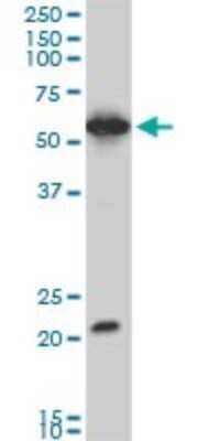Western Blot: EBF-3 Antibody (1G3) [H00253738-M06] - Analysis of EBF3 expression in PC-12 (Cat # L012V1).