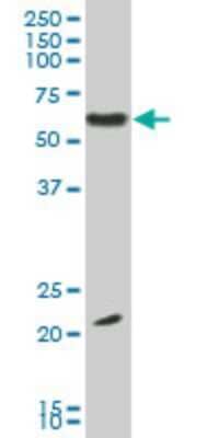 Western Blot: EBF-3 Antibody (1G3) [H00253738-M06] - Analysis of EBF3 expression in IMR-32 (Cat # L008V1).