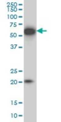 Western Blot: EBF-3 Antibody (8D6) [H00253738-M05] - Analysis of EBF3 expression in IMR-32 (Cat # L008V1).
