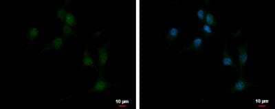 Immunocytochemistry/Immunofluorescence: EBF-3 Antibody [NBP2-16254] - U87-MG cells were fixed in 4% paraformaldehyde at RT for 15 min. Green: EBF3 protein stained by EBF3 antibody [C1C3] diluted at 1:500. Blue: Hoechst 33342 staining. Scale bar = 10 um