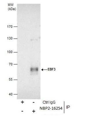 Immunoprecipitation: EBF-3 Antibody [NBP2-16254] - Immunoprecipitation of EBF3 protein from U87-MG whole cell extracts using 5 ug of EBF3 antibody [C1C3]  Western blot analysis was performed using EBF3 antibody [C1C3]  Easy Blot anti-Rabbit IgG was used as a secondary reagent.