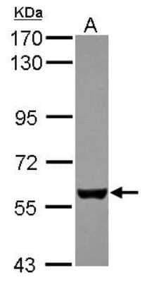 Western Blot EBF-3 Antibody - BSA Free