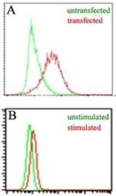 Flow Cytometry: EBI3 Antibody (10J706) - Azide and BSA Free [NBP2-80704] - Figure A: Intracellular analysis of mouse IL-35 in transfected and untransfected HEK 293 cells (Brefeldin A treated, 5 hours) using mouse EBI3 antibody at 3 ug/10^6 cells. Figure B: Intracellular analysis of mouse EBI3 in stimulated and unstimulated RAW cells (LPS treated, 50 ng/ml, overnight) using mouse EBI3 antibody at 1.5 ug/10^6 cells. Image from the standard format of this antibody.