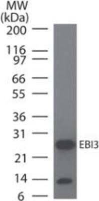 Western Blot: EBI3 Antibody (10J706) - Azide and BSA Free [NBP2-80704] - Western blot testing of mouse EBI3 monoclonal antibody at 0.1 ug/ml on recombinant protein. Goat anti-rat Ig HRP secondary antibody and ECL substrate solution were used for this test. Image from the standard format of this antibody.