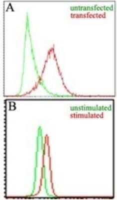 Flow Cytometry: EBI3 Antibody (10J803) - Azide and BSA Free [NBP2-80706] - Figure A: Intracellular analysis of mouse IL-35 in transfected and untransfected HEK 293 cells (Brefeldin A treated, 5 hours) using mouse EBI3 antibody at 3 ug/10^6 cells. Figure B: Intracellular analysis of mouse EBI3 in stimulated and unstimulated RAW cells (LPS treated, 50 ng/ml, overnight) using mouse EBI3 antibody at 1.5 ug/10^6 cells. Image from the standard format of this antibody.