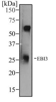 Western Blot: EBI3 Antibody (10J803) - Azide and BSA Free [NBP2-80706] - Analysis of mouse thymus tissue using EBI3 antibody at a concentration of 1 ug/ml. Image from the standard format of this antibody.