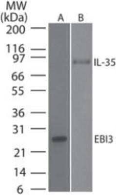 Western Blot: EBI3 Antibody (10J803) - Azide and BSA Free [NBP2-80706] - Western blot testing of mouse EBI3 monoclonal antibody at A) 0.1 ug/ml on recombinant protein and B) 3 ug/ml on recombinant mouse IL-35 protein. Goat anti-rat Ig HRP secondary antibody and PicoTect ECL substrate solution were used for this test. Image from the standard format of this antibody.