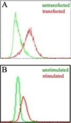 Flow Cytometry: EBI3 Antibody (10J811) - Azide and BSA Free [NBP2-80707] - Figure A: Intracellular analysis of mouse IL-35 in transfected and untransfected HEK 293 cells (Brefeldin A treated, 5 hours) using mouse EBI3 antibody at 3 ug/10^6 cells. Figure B: Intracellular analysis of mouse EBI3 in stimulated and unstimulated RAW cells (LPS treated, 50 ng/ml, overnight) using mouse EBI3 antibody at 1.5 ug/10^6 cells. Image from the standard format of this antibody.