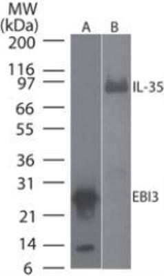 Western Blot: EBI3 Antibody (10J811) - Azide and BSA Free [NBP2-80707] - Western blot testing of mouse EBI3 monoclonal antibody at A) 0.1 ug/ml on recombinant protein and B) 3 ug/ml on recombinant mouse IL-35 protein Goat anti-rat Ig HRP secondary antibody and PicoTect ECL substrate solution were used for this test. Image from the standard format of this antibody.