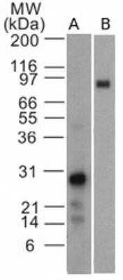 Western Blot: EBI3 Antibody (42N1G4) - Azide and BSA Free [NBP2-80710] - Analysis using EBI3 antibody. Human EBI3 recombinant protein (A) and human IL-35 recombinant protein (B) probed with EBI3 antibody at 5 ug/ml. Goat anti-mouse Ig HRP secondary antibody and PicoTect ECL substrate solution were used for this test. Image from the standard format of this antibody.