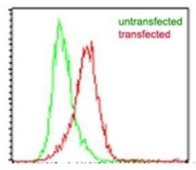 Flow Cytometry: EBI3 Antibody (5P10D3) - Azide and BSA Free [NBP2-80709] - Intracellular flow cytometric analysis of mouse IL-35 in transfected and untransfected HEK 293 cells (Brefeldin A treated, 5 hours) using mouse EBI3 antibody at 2 ug/10^6 cells. Image from the standard format of this antibody.