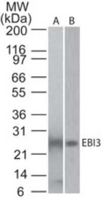 Western Blot: EBI3 Antibody (5P10D3) - Azide and BSA Free [NBP2-80709] - Analysis using EBI3 antibody. Mouse EBI recombinant protein (A) and lysate from mouse kidney (B) probed with EBI3 antibody at 0.5 and 5 ug/ml, respectively. Goat anti-rat Ig HRP secondary antibody and PicoTect ECL substrate solution were used for this test. Image from the standard format of this antibody.