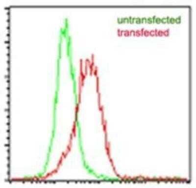 Flow Cytometry: EBI3 Antibody (5P6G8) - Azide and BSA Free [NBP2-80708] - Intracellular flow cytometric analysis of mouse IL-35 in transfected and untransfected HEK 293 cells (Brefeldin A treated, 5 hours) using mouse EBI3 antibody at 2 ug/10^6 cells. Image from the standard format of this antibody.