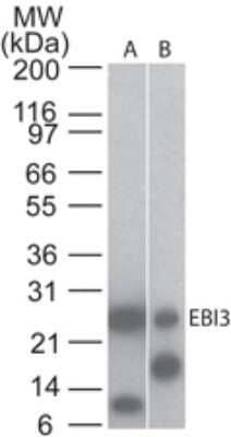 Western Blot: EBI3 Antibody (5P6G8) - Azide and BSA Free [NBP2-80708] - Analysis using EBI3 antibody. Mouse EBI recombinant protein (A) and lysate from mouse kidney (B) probed with EBI3 antibody at 0.5 and 5 ug/ml, respectively. Goat anti-rat Ig HRP secondary antibody and PicoTect ECL substrate solution were used for this test. Image from the standard format of this antibody.