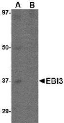 Western Blot EBI3 Antibody Blocking Peptide