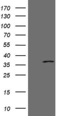 Western Blot: EBLN2 Antibody (OTI2H1) - Azide and BSA Free [NBP2-71986] - Analysis of HEK293T cells were transfected with the pCMV6-ENTRY control (Left lane) or pCMV6-ENTRY EBLN2.