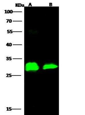Western Blot: EBOV VP24 protein Antibody [NBP3-12763] - Ebola virus EBOV (subtype Bundibugyo, strain Uganda 2007) VP24 Recombinant ProteinLane A: 5ngLane B: 1ngSecondaryGoat Anti- Rabbit IgG H&L (Dylight 800) at 1/10000 dilution.Developed using the Odyssey technique. Performed under reducing conditions.