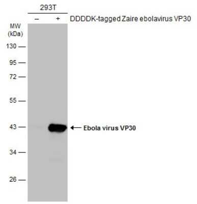Western Blot: EBOV VP30 protein Antibody [NBP3-13344] - Non-transfected (-) and transfected (+) 293T whole cell extracts (30 ug) were separated by 10% SDS-PAGE, and the membrane was blotted with EBOV VP30 protein antibody (NBP3-13344) diluted at 1:5000. The HRP-conjugated anti-rabbit IgG antibody (NBP2-19301) was used to detect the primary antibody.
