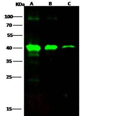 Western Blot EBOV VP40 protein Antibody - Azide and BSA Free