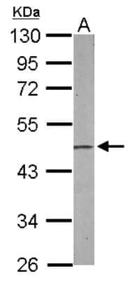 Western Blot: EBP1 Antibody [NBP2-16257] - Sample (50 ug of whole cell lysate) A: Mouse Brain, 10% SDS PAGE gel, diluted at 1:1000.