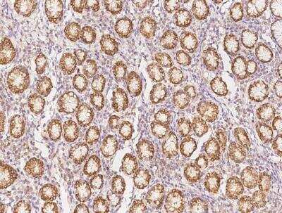 Immunohistochemistry-Paraffin: EBPL Antibody [NBP3-05841] - Staining of human EBPL in human stomach with rabbit polyclonal antibody at 1:100 dilution.