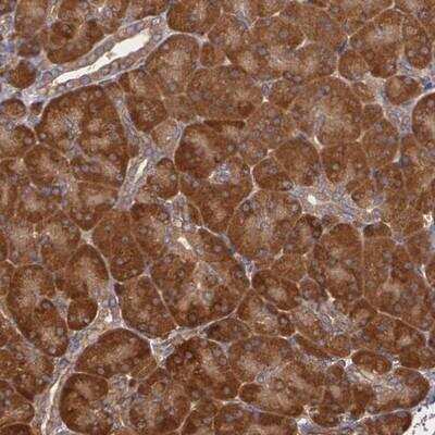 Immunohistochemistry-Paraffin: ECE-1 Antibody [NBP1-84017] - Staining of human pancreas shows strong cytoplasmic positivity in exocrine glandular cells.