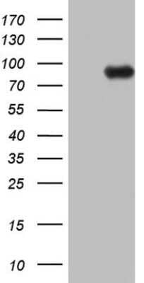 Western Blot: ECE-1 Antibody (OTI2B6) - Azide and BSA Free [NBP2-70612] - Analysis of HEK293T cells were transfected with the pCMV6-ENTRY control (Left lane) or pCMV6-ENTRY ECE-1.