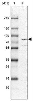 Western Blot: ECE-1 Antibody [NBP1-84017] - Lane 1: Marker  [kDa] 250, 130, 100, 70, 55, 35, 25, 15, 10.  Lane 2: U-87 MG