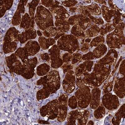 Immunohistochemistry-Paraffin: ECE-2 Antibody [NBP1-81495] - Staining of human adrenal gland shows high expression.