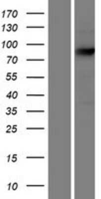 Western Blot: ECE1 Overexpression Lysate (Adult Normal) [NBP2-08212] Left-Empty vector transfected control cell lysate (HEK293 cell lysate); Right -Over-expression Lysate for ECE1.