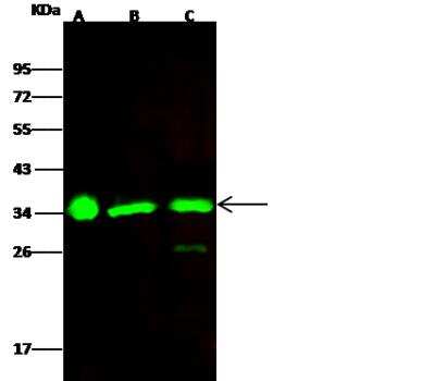 Western Blot: ECH1 Antibody (002) [NBP2-90288] - Lane A: HepG2 Whole Cell Lysate. Lane B: Jurkat Whole Cell Lysate. Lane C: A549 Whole Cell Lysate. Lysates/proteins at 30 ug per lane.Secondary: Goat Anti-Rabbit IgG H&L (Dylight800) at 1/10000 dilution. Developed using the Odyssey technique. Performed under reducing conditions. Predicted band size:36 kDaObserved band size:36 kDa.