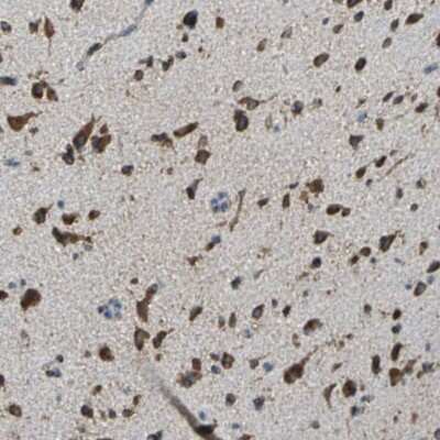 Immunohistochemistry-Paraffin: ECH1 Antibody [NBP1-83215] - Staining of human cerebral cortex shows strong cytoplasmic immunoreactivity in neurons.