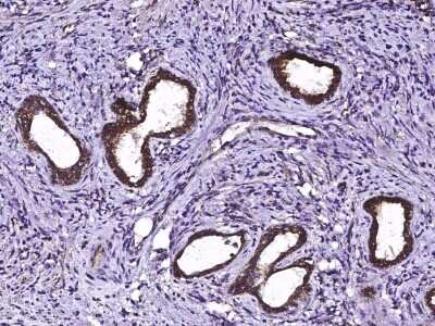 Immunohistochemistry-Paraffin: ECH1 Antibody [NBP3-00324] - Immunochemical staining of human ECH1 in human prostate with rabbit polyclonal antibody (1:10000, formalin-fixed paraffin embedded sections).