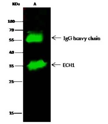 Immunoprecipitation: ECH1 Antibody [NBP3-00324] - ECH1 was immunoprecipitated using: Lane A: 0.5 mg HepG2 Whole Cell Lysate 2 ul anti-ECH1 rabbit polyclonal antibody and 15 ul of 50 % Protein G agarose. Primary antibody: Anti-ECH1 rabbit polyclonal antibody, at 1:200 dilution. Secondary antibody: Dylight 800-labeled antibody to rabbit IgG (H+L), at 1:5000 dilution. Developed using the Odyssey technique. Performed under reducing conditions. Predicted band size: 34 kDa. Observed band size: 34 kDa
