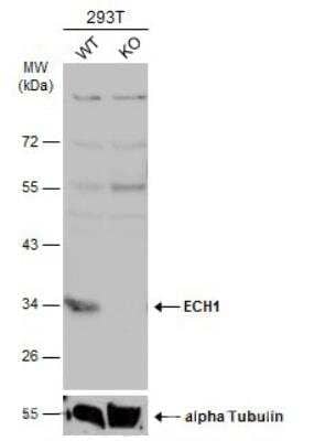 Western Blot ECH1 Antibody