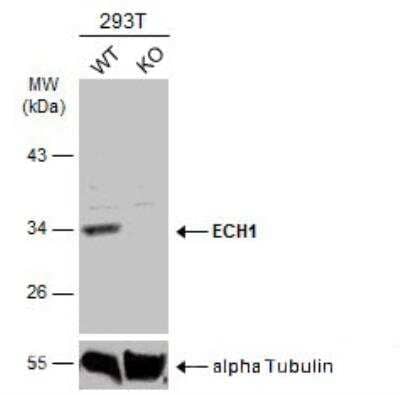 Western Blot ECH1 Antibody