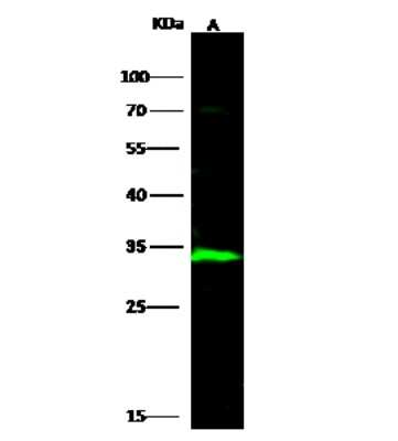 Western Blot: ECH1 Antibody [NBP3-00324] - Anti-ECH1 rabbit polyclonal antibody at 1:500 dilution. Lane A: HepG2 Whole Cell Lysate. Lysates/proteins at 30 ug per lane. Secondary Goat Anti-Rabbit IgG H&L (Dylight 800) at 1/10000 dilution. Developed using the Odyssey technique. Performed under reducing conditions. Predicted band size: 36 kDa. Observed band size: 34 kDa