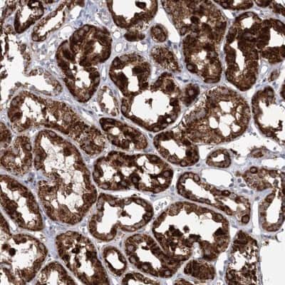 Immunohistochemistry-Paraffin: ECHDC3 Antibody [NBP1-82159] - Staining of human kidney shows high expression.