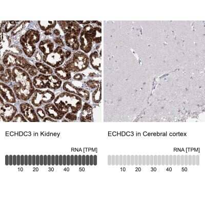 Immunohistochemistry-Paraffin: ECHDC3 Antibody [NBP1-82159] - Staining in human kidney and cerebral cortex tissues using anti-ECHDC3 antibody. Corresponding ECHDC3 RNA-seq data are presented for the same tissues.