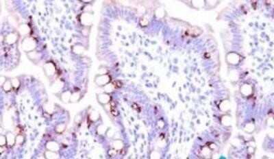 Immunohistochemistry-Paraffin: ECM-1/Secretory Component P85 Antibody (SC05) - IHC-Prediluted [NBP2-44395] - Formalin-fixed, paraffin-embedded normal human intestine (20X) stained with MUC2 antibody (1:200), peroxidase-conjugate and DAB chromogen.