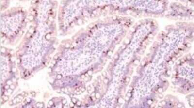 Immunohistochemistry-Paraffin: ECM-1/Secretory Component P85 Antibody (SC05) - IHC-Prediluted [NBP2-44395] - Formalin-fixed, paraffin-embedded normal human intestine (10X) stained with MUC2 antibody (1:200), peroxidase-conjugate and DAB chromogen.