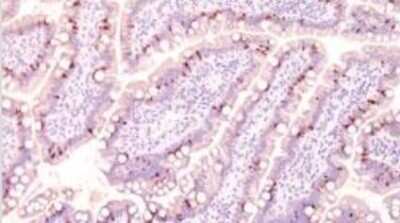 Immunohistochemistry-Paraffin: ECM-1/Secretory Component P85 Antibody (SC05) [NBP2-29464] - Formalin-fixed, paraffin-embedded normal human intestine (10X) stained with MUC2 antibody (1:200), peroxidase-conjugate and DAB chromogen.