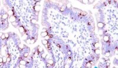 Immunohistochemistry-Paraffin: ECM-1/Secretory Component P85 Antibody (SC05) [NBP2-29464] - Secretory Component / ECM1 Antibody (SC05) [NBP2-29464] - Formalin-fixed, paraffin-embedded normal human intestine (20X) stained with MUC2 antibody (1:200), peroxidase-conjugate and DAB chromogen.