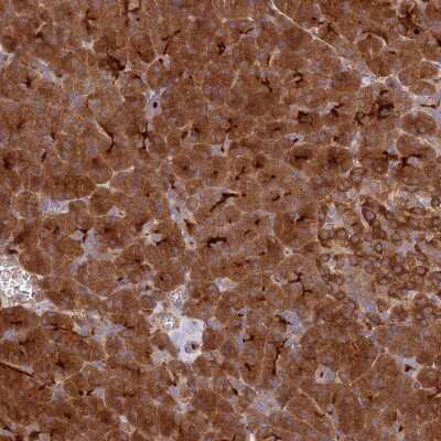 Immunohistochemistry-Paraffin: ECM29 Antibody [NBP2-14153] - Staining of human pancreas shows strong cytoplasmic positivity in exocrine glandular cells.