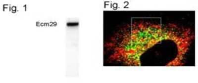 Western Blot: ECM29 Antibody [NB100-74407] - Figure 1 shows a Western blot of Ecm29 in HeLa cells. Figure 2 shows immunofluorescent staining of Ecm29 in HeLa cells.