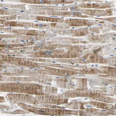 Immunohistochemistry-Paraffin ECRG4 Antibody - BSA Free