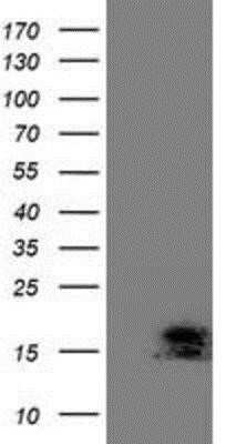 Flow Cytometry: ECRG4 Antibody (OTI3B10) - Azide and BSA Free [NBP2-72294] - HEK293T cells were transfected with the pCMV6-ENTRY control (Left lane) or pCMV6-ENTRY ECRG4 (Right lane) cDNA for 48 hrs and lysed. Equivalent amounts of cell lysates (5 ug per lane) were separated by SDS-PAGE and immunoblotted with anti-ECRG4.
