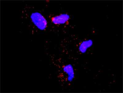 Proximity Ligation Assay: ECSIT Antibody (1B8) [H00051295-M01] - Analysis of protein-protein interactions between SMURF1 and ECSIT. HeLa cells were stained with anti-SMURF1 rabbit purified polyclonal 1:1200 and anti-ECSIT mouse monoclonal antibody 1:50. Each red dot represents the detection of protein-protein interaction complex, and nuclei were counterstained with DAPI (blue).